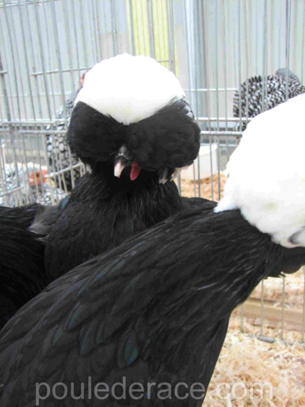poule "hollandaise à hupe" naine poule "hollandaise à hupe" naine