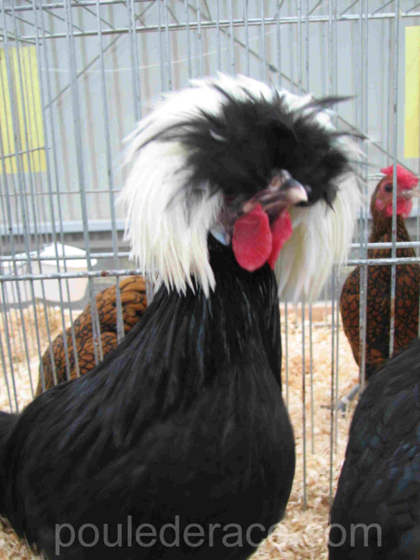 Coq "hollandaise à huppe" nain Coq "hollandaise à huppe" nain