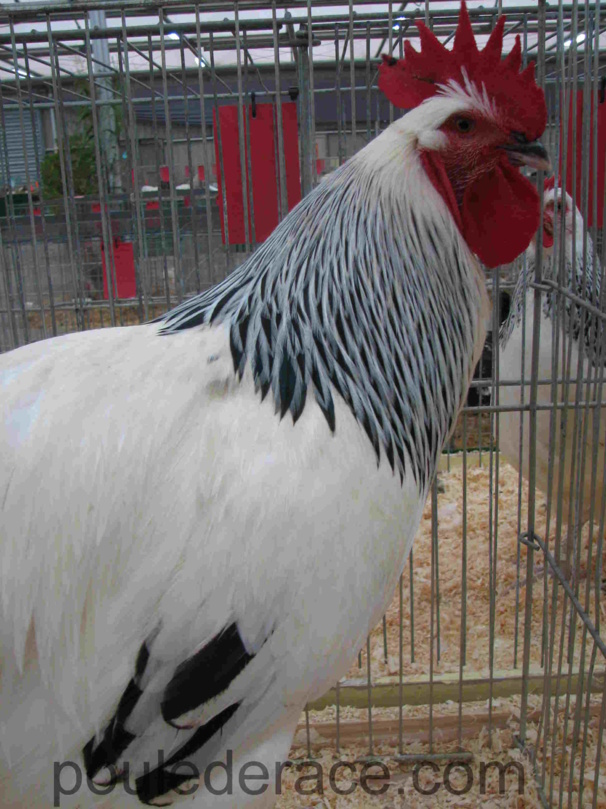 Coq sussex herminé GR Coq sussex herminé GR