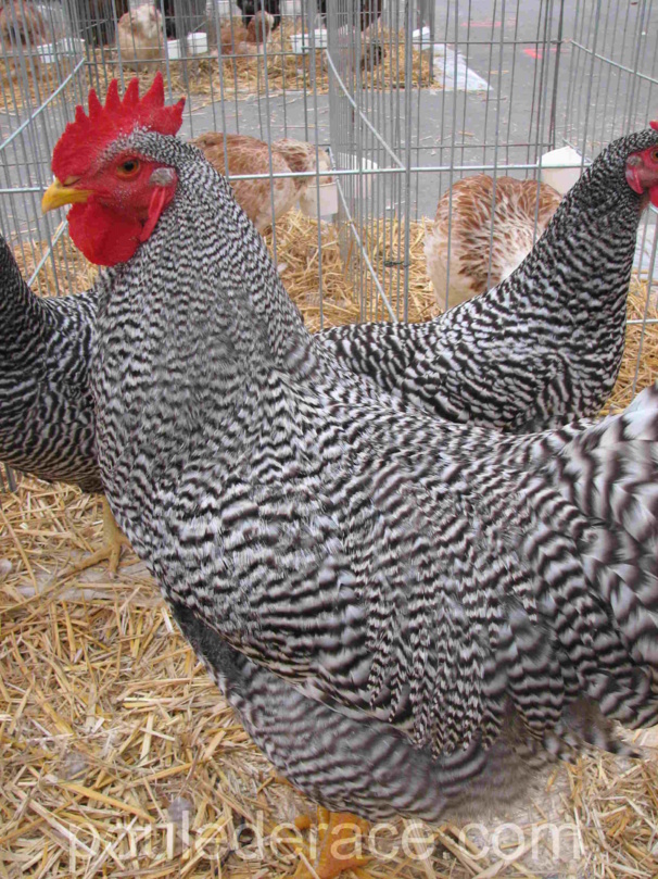 Coq Amrocks GR Coq Amrocks GR