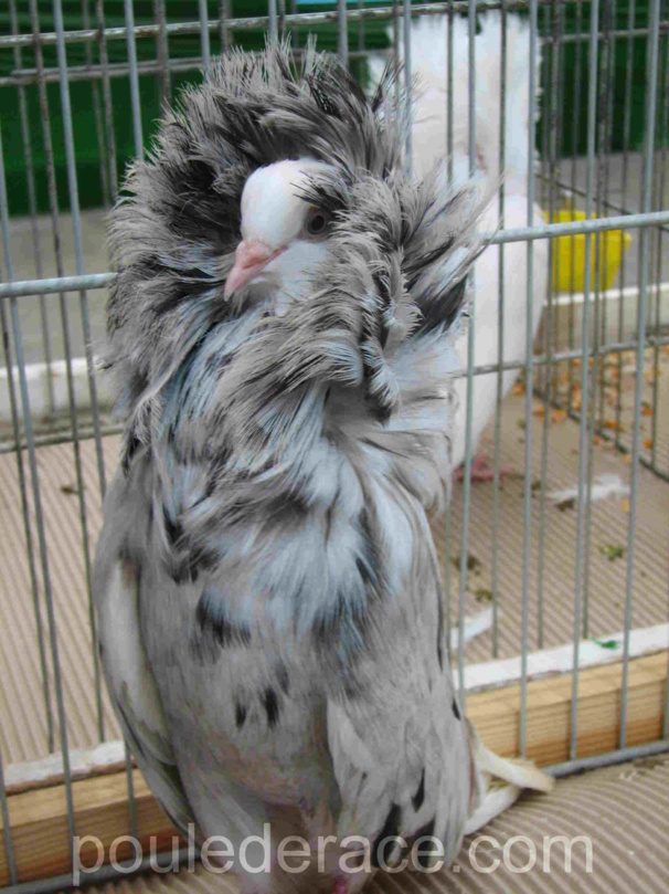 des pigeons de toutes beautés des pigeons de toutes beautés