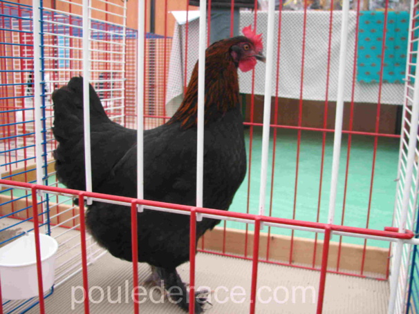 poule Marans noir à camail cuivré championne régionale poule Marans noir à camail cuivré championne régionale