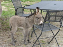 Exposition Internationale d’Animaux de basse-cour Exposition Internationale d’Animaux de basse-cour