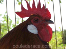Coq "italienne" Coq "italienne"
