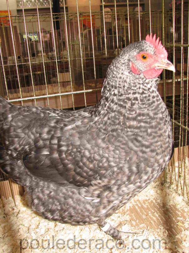 superbe Marans coucou naine superbe Marans coucou naine