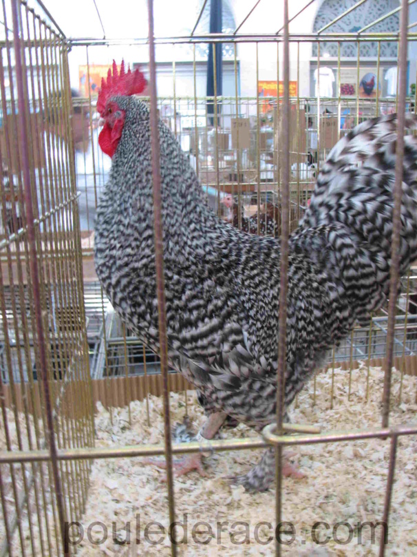 Coq Marans coucou nain Coq Marans coucou nain