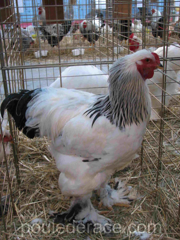 Coq brahma blanc herminé Coq brahma blanc herminé