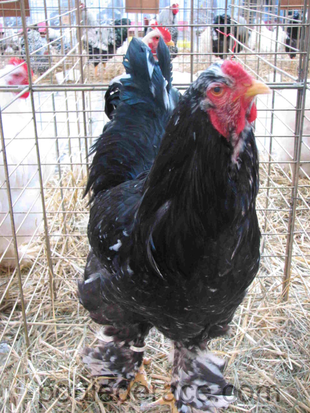 Coq Brahma caillouté Coq Brahma caillouté