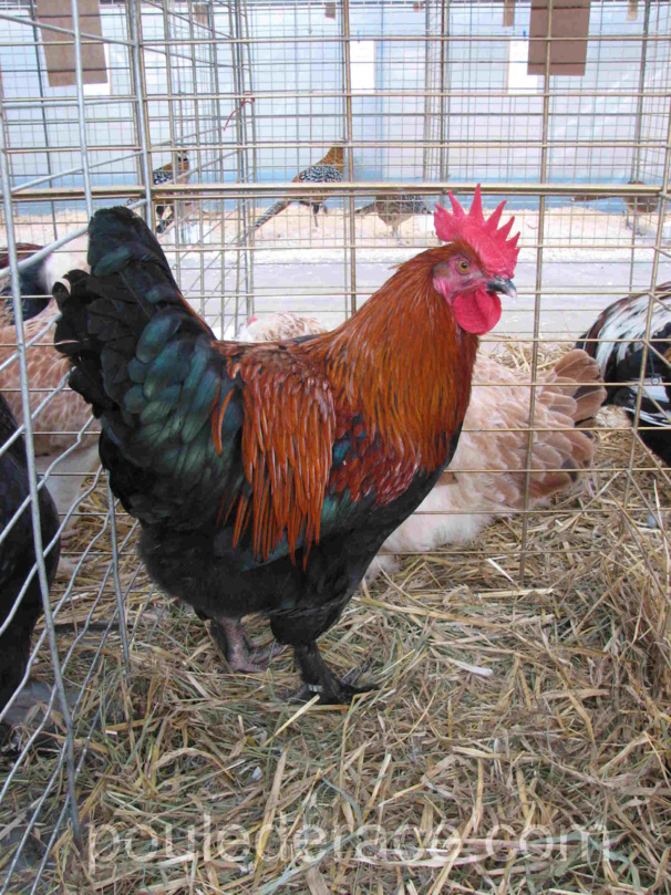 Coq Marans "noir à camail cuivré" Coq Marans "noir à camail cuivré"