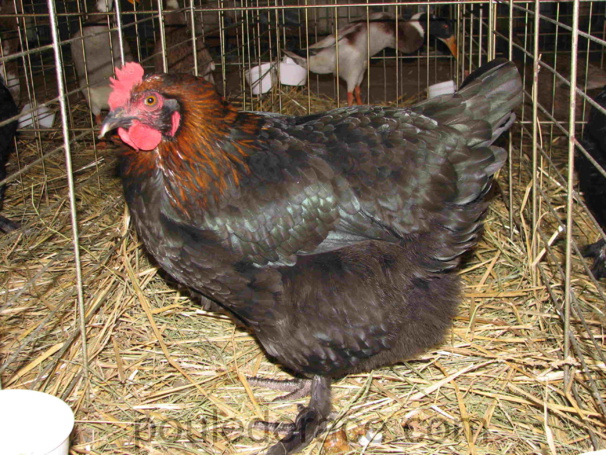 poule Marans "noir à camail cuivré" grand prix des volailles races Francaises poule Marans "noir à camail cuivré" grand prix des volailles races Francaises