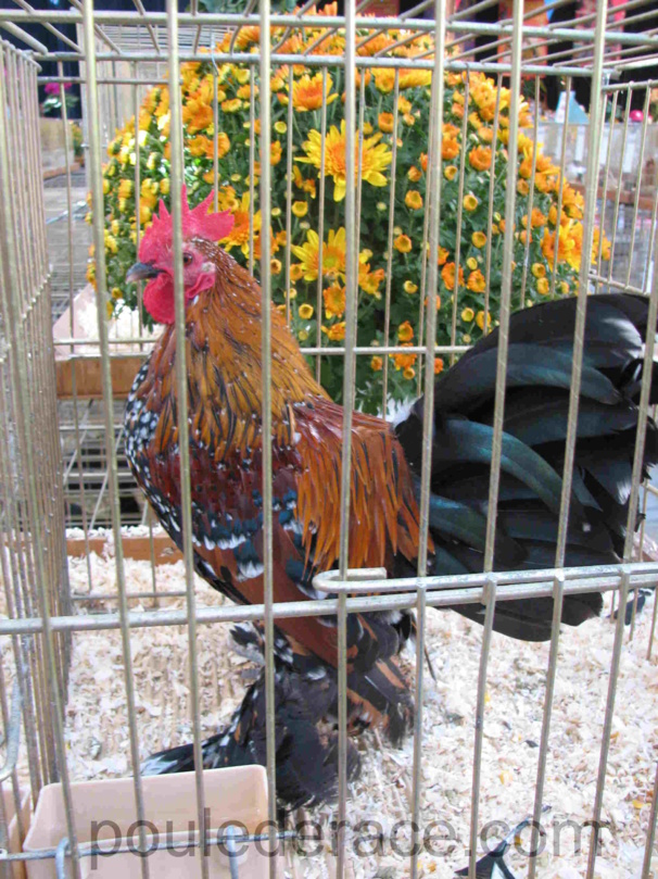 Coq sabelpoot porcelaine dorée Coq sabelpoot porcelaine dorée