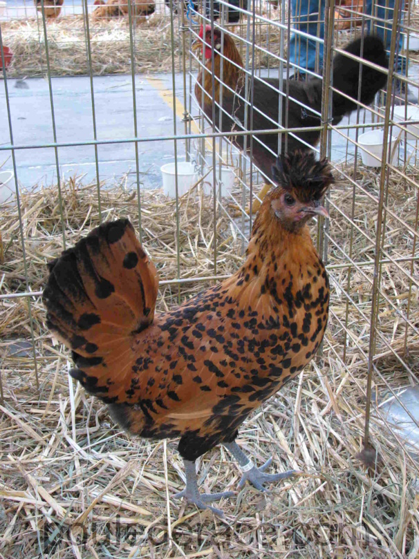 poule appenzelloise huppée dorée pailletée noir poule appenzelloise huppée dorée pailletée noir
