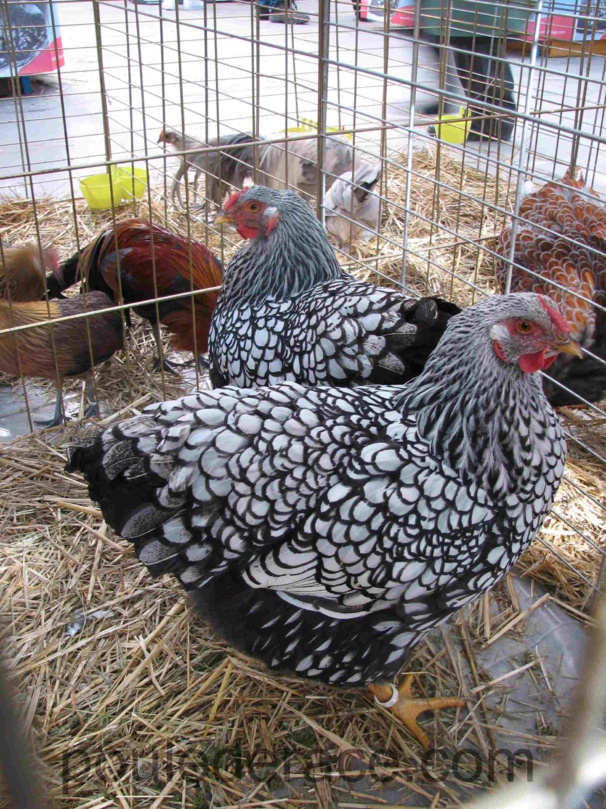 poules wiandotte argenté à liseré noir poules wiandotte argenté à liseré noir