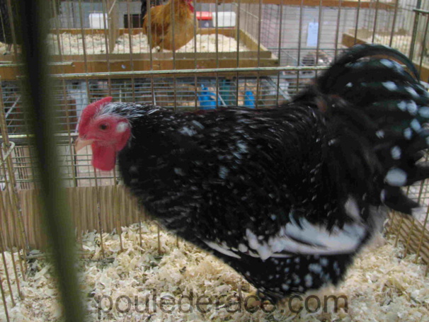 Coq wiandotte tricolore acajou Coq wiandotte tricolore acajou