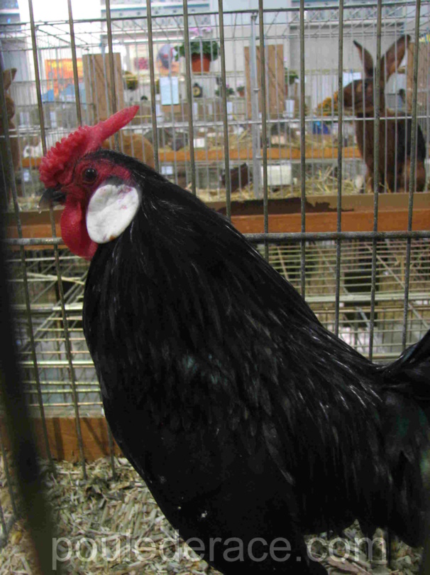 coq java noir coq java noir