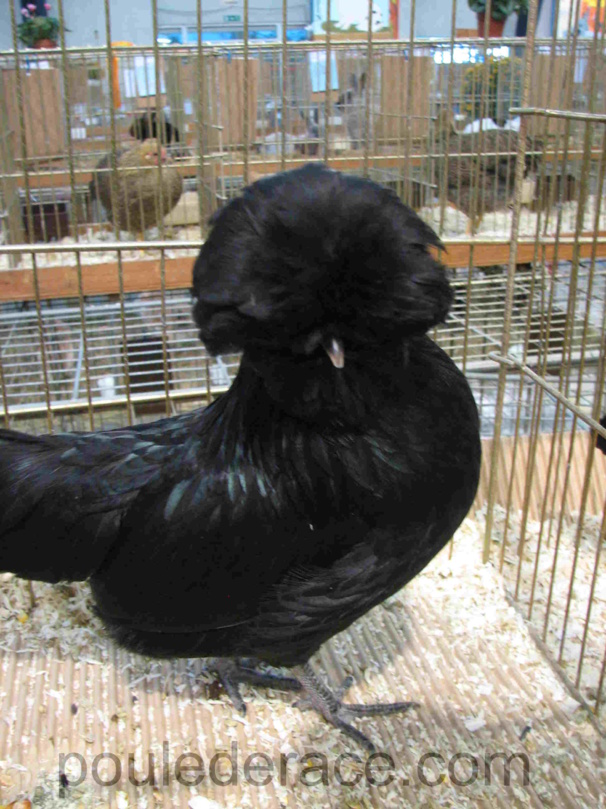 poule padoue noir