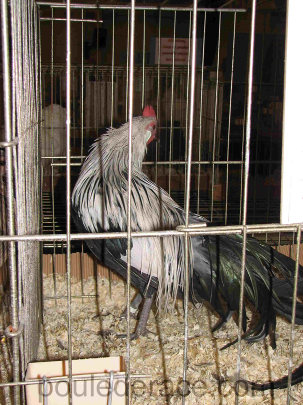 Coq Phoenix argenté Coq Phoenix argenté