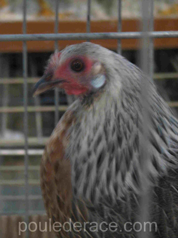 poule phoenix argenté
