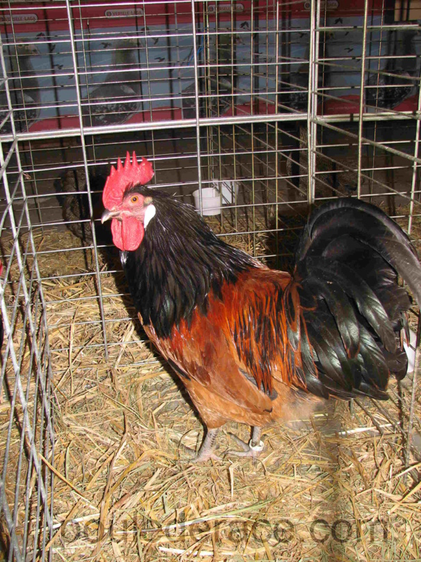 Coq vorwerk Coq vorwerk