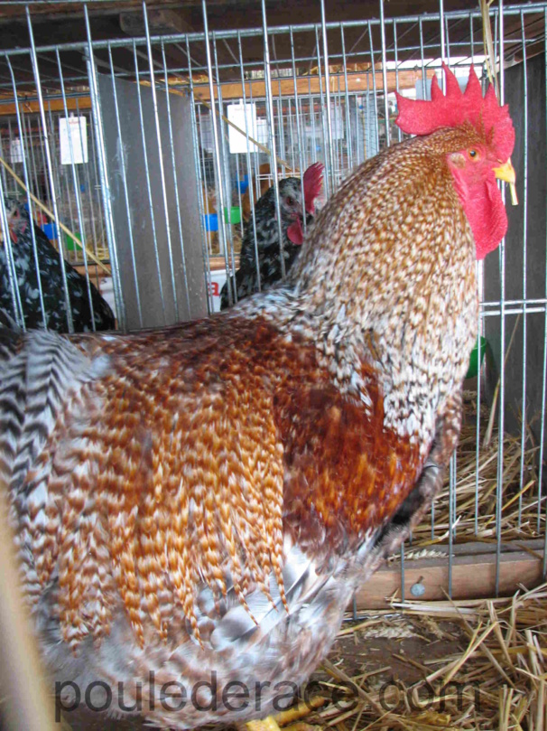 Cop "poule de Bielefeld" saumon coucou argenté Cop "poule de Bielefeld" saumon coucou argenté