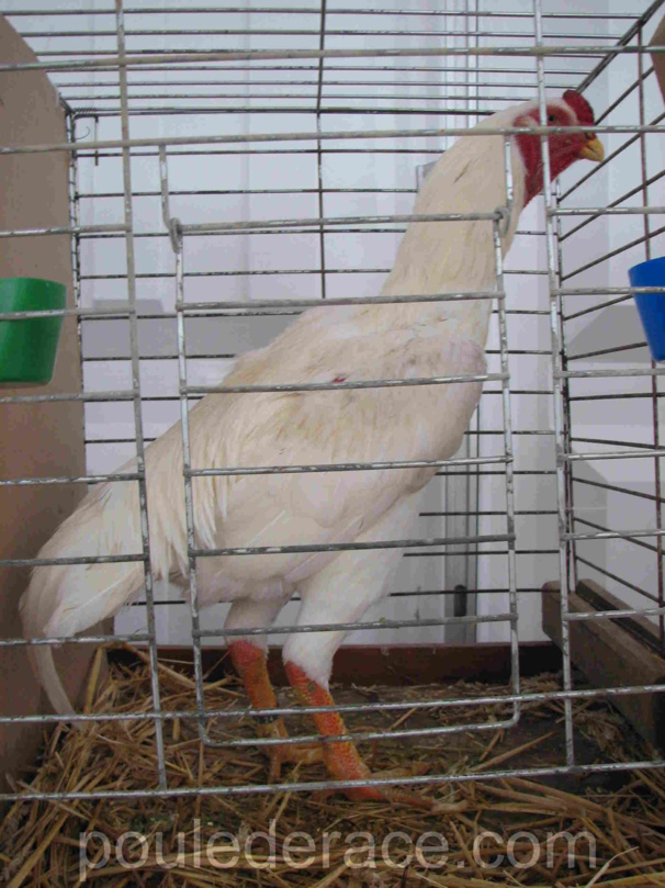 SHAMO Blanc SHAMO Blanc