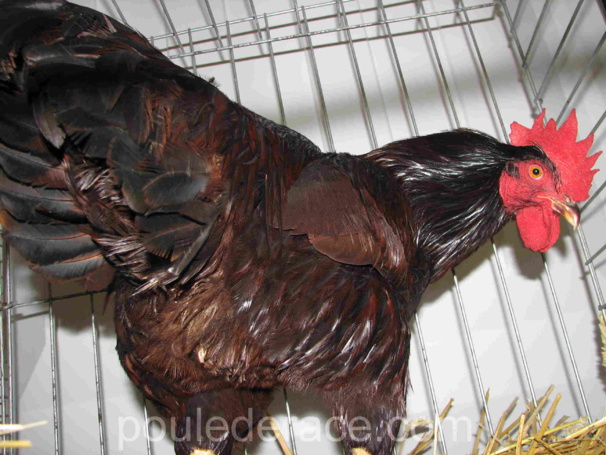 Coq "Rhode-island" rouge acajou Coq "Rhode-island" rouge acajou
