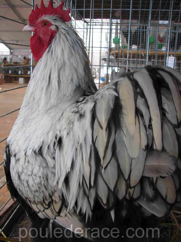 Coq orpington argenté liseré noir Coq orpington argenté liseré noir