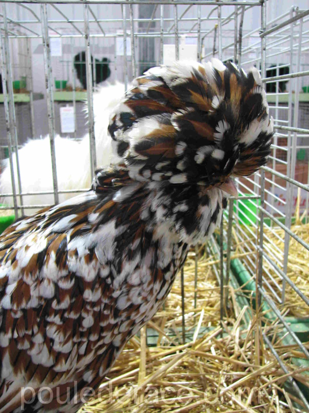 Padoue bariolé Padoue bariolé