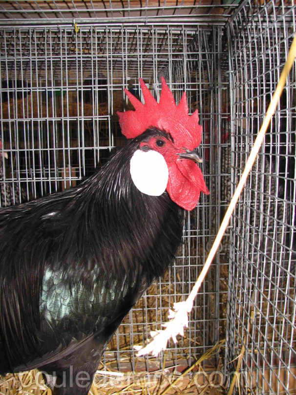 Coq Minorque Coq Minorque