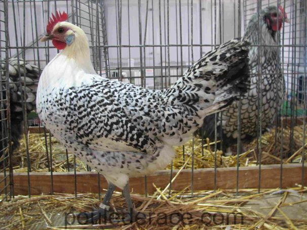 poule mouette de la frise oriantale argenté crayonné noir poule mouette de la frise oriantale argenté crayonné noir