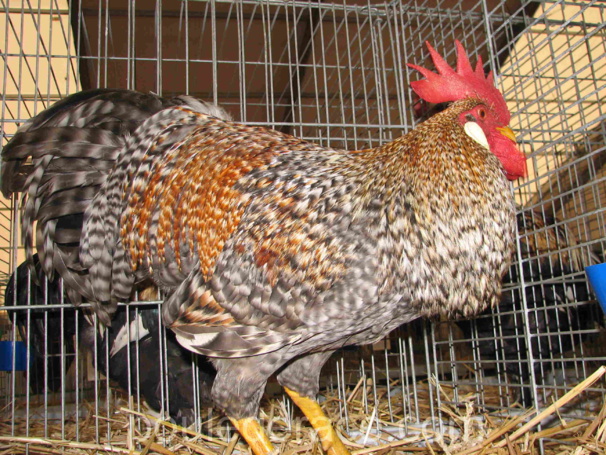 Coq "Italienne saumon coucou doré" Coq "Italienne saumon coucou doré"