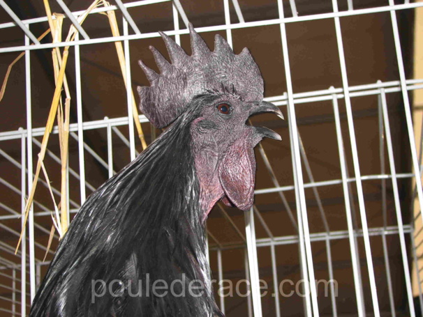 coq Cémani coq Cémani