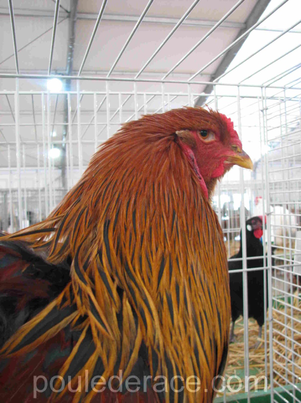Coq "Brahma perdrix doré maillé" Coq "Brahma perdrix doré maillé"