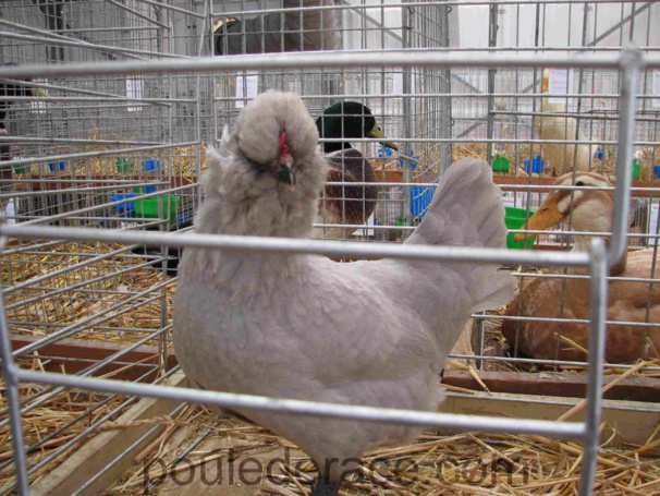 Poule Araucana anglaise gris perle Poule Araucana anglaise gris perle