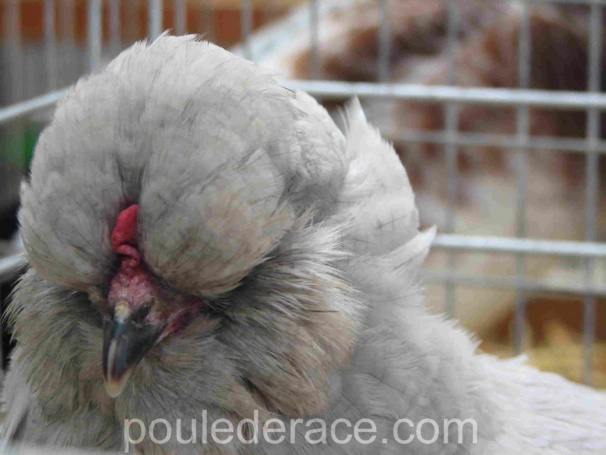 Poule Araucana anglaise gris perle Poule Araucana anglaise gris perle