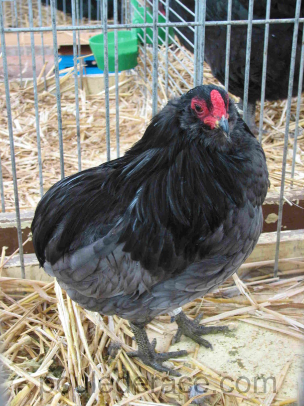 Araucana allemand bleu Araucana allemand bleu