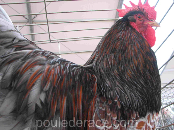 Coq Barnevelder acajou à double liseré bleu Coq Barnevelder acajou à double liseré bleu