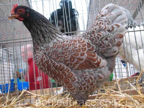 poule Barnevelder acajou à double liseré bleu poule Barnevelder acajou à double liseré bleu