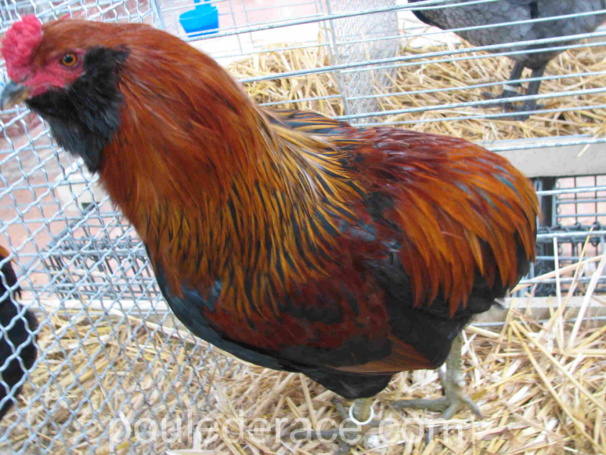 Araucana saumon doré Araucana saumon doré