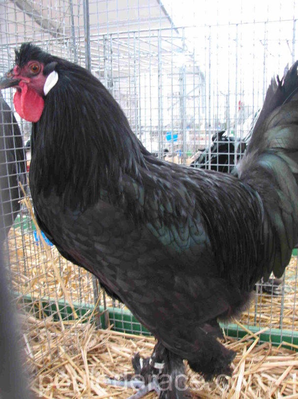 Breda noir Breda noir