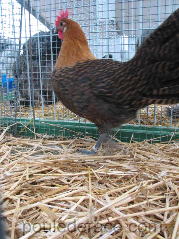 poule Braekel doré poule Braekel doré