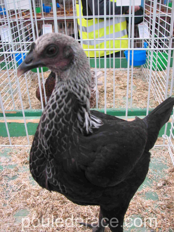 poule combattant anglais moderne nain, noir à camail argenté