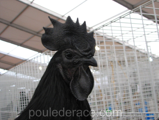 Coq Ayam Cémani Coq Ayam Cémani