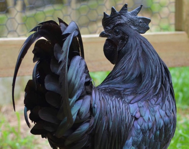 Coq Ayam Cémani Coq Ayam Cémani