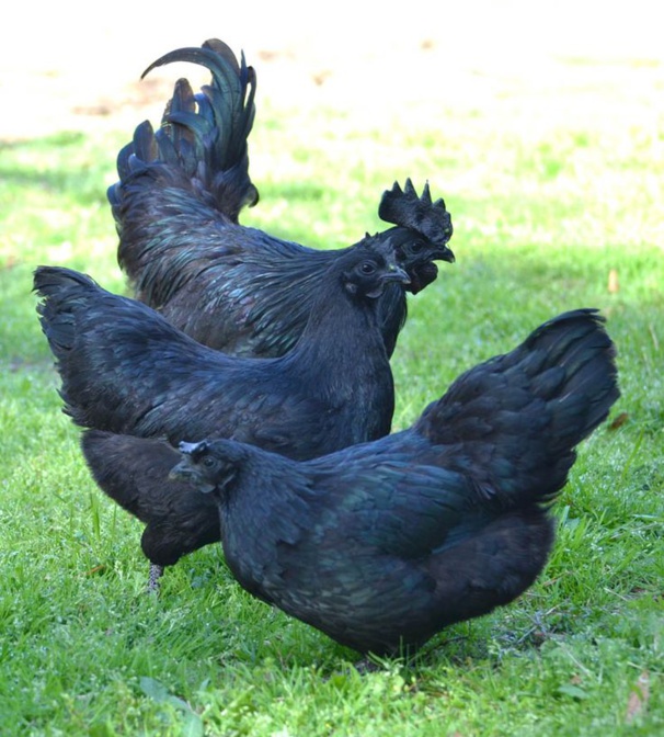 Coq et poules Ayam Cémani