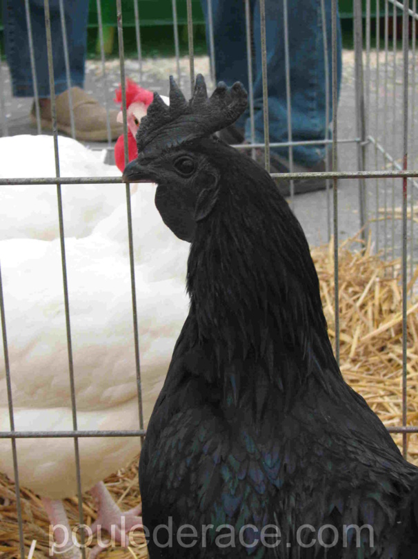 jeune Coq Ayam Cémani jeune Coq Ayam Cémani