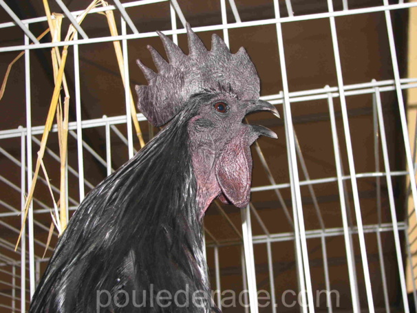 Coq qui chante Ayam Cémani Coq qui chante Ayam Cémani