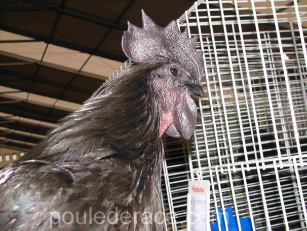 Coq Ayam Cémani Coq Ayam Cémani