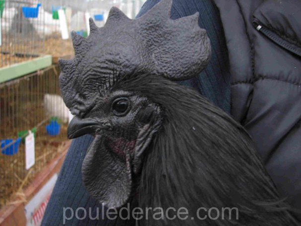 Coq Ayam Cémani Coq Ayam Cémani