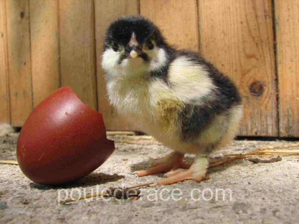 Quand mettre vos oeufs à couver Quand mettre vos oeufs à couver